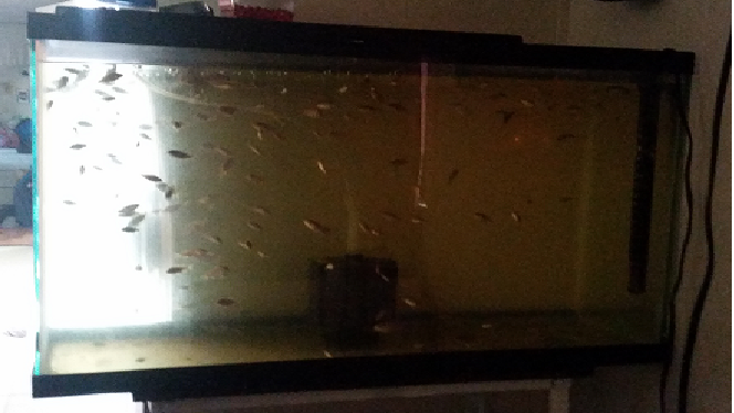 Inside 40 Gallon Fingerlings Tank.png