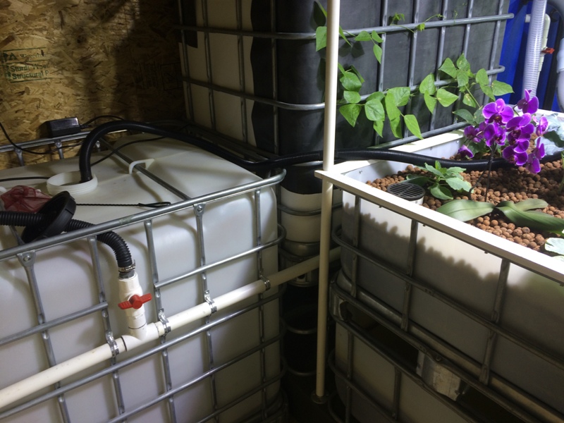 fish massacre 008.JPG