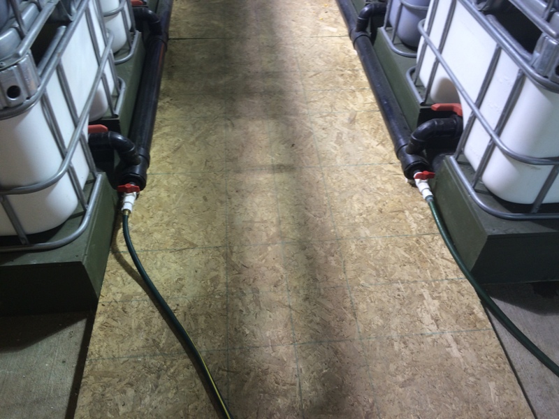 fish massacre 007.JPG