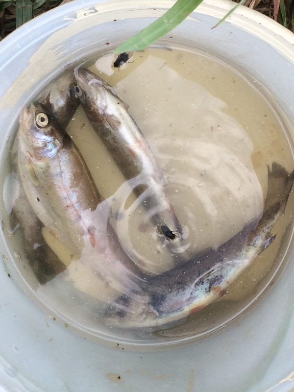 fish massacre 009.JPG