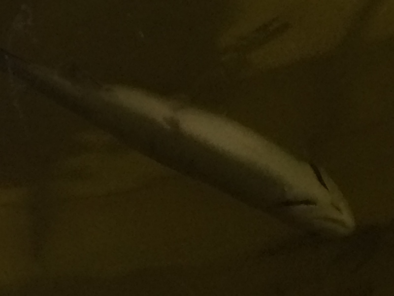 fish massacre 012.JPG