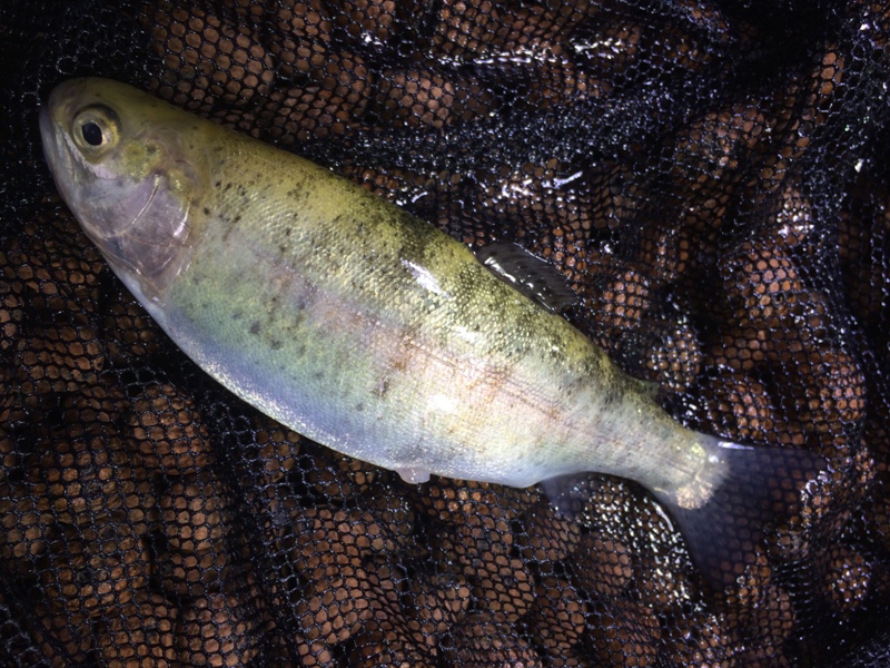 fish massacre 014.JPG