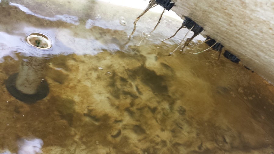 Aquaponics shiet 122.jpg