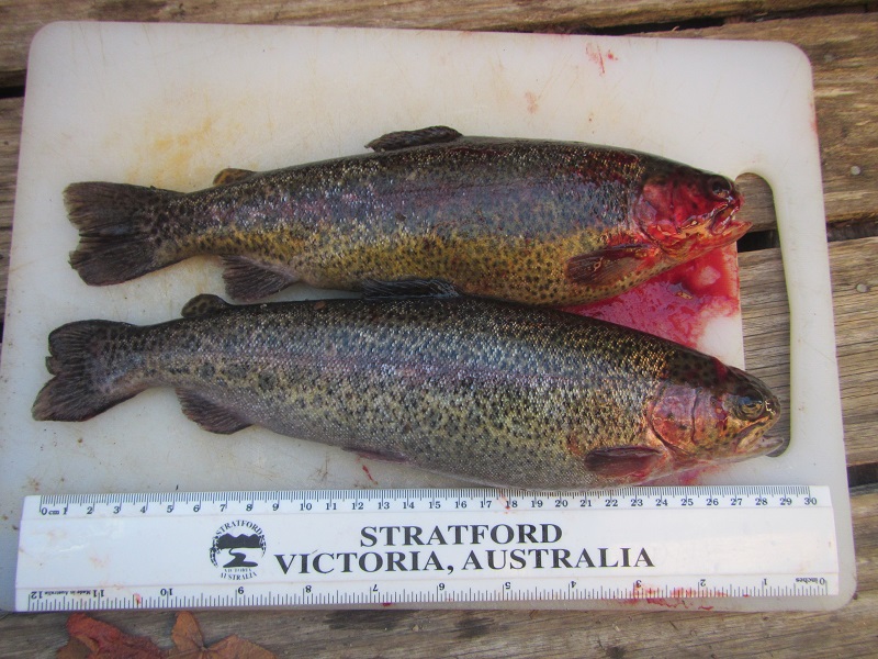 6 June 2015 - First Harvest - length.jpg