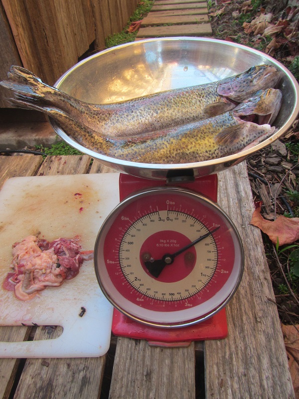 6 June 2015 - first harvest - gilled and gutted weight 500g.jpg