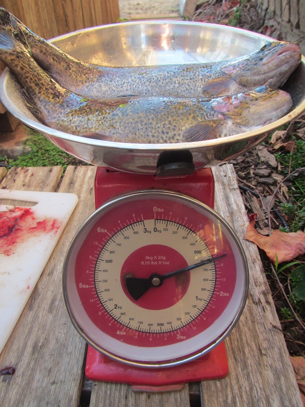 6 June 2015 - first harvest - live weight.jpg