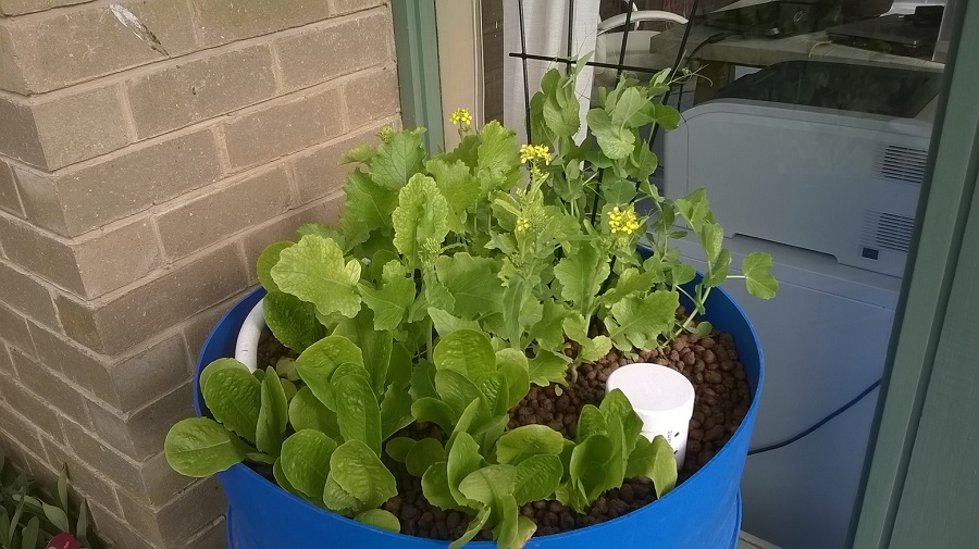 still happy plants.jpg