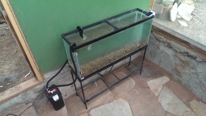 another-shot-Aquarium-clearing-up-after-a-couple-hours-June-8th-2015.jpg