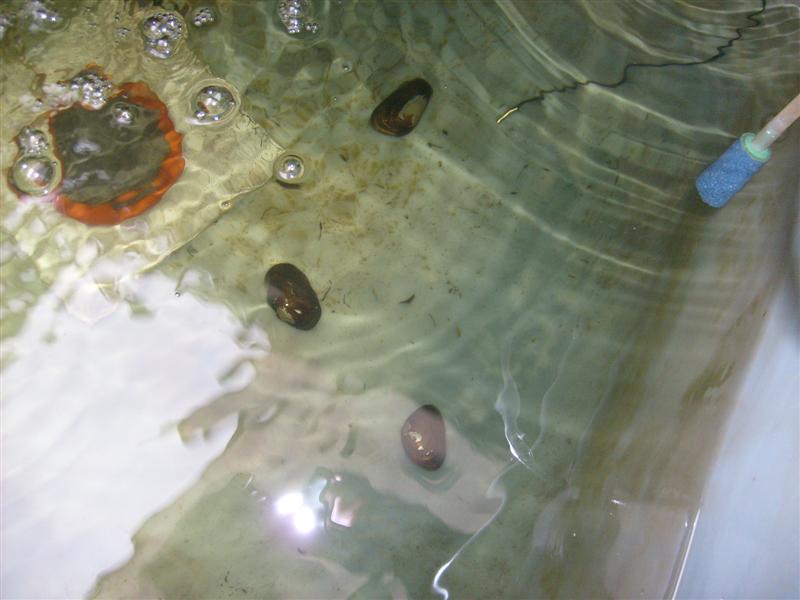 freshwater_mussels_02 (Medium).JPG