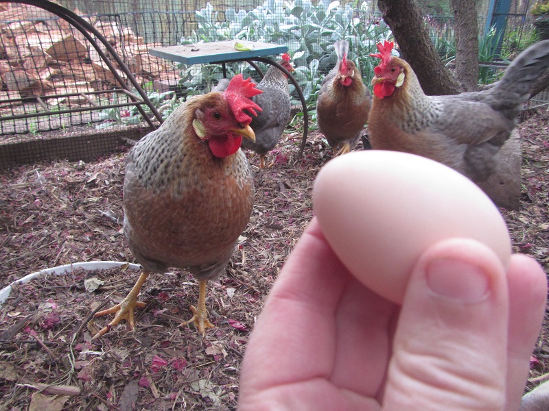 12 June 2015 - Our first egg.jpg