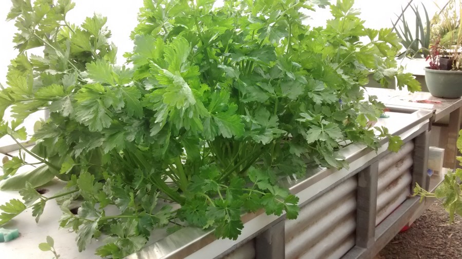 IMG_20150613_110927936 (Custom).jpg