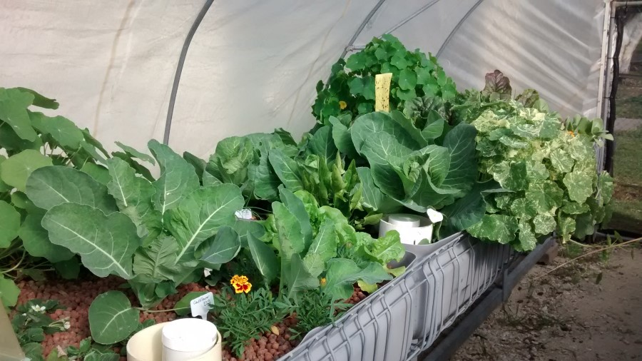 IMG_20150613_111151030 (Custom).jpg