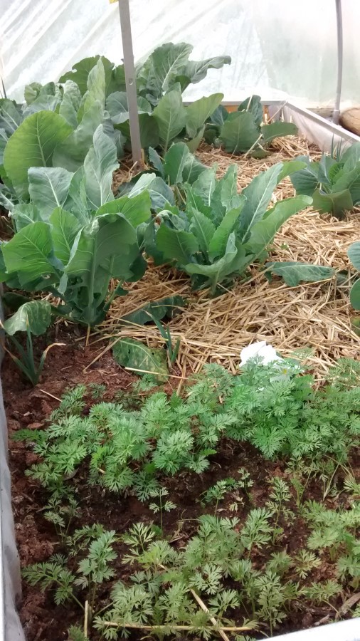 IMG_20150613_111258847 (Custom).jpg