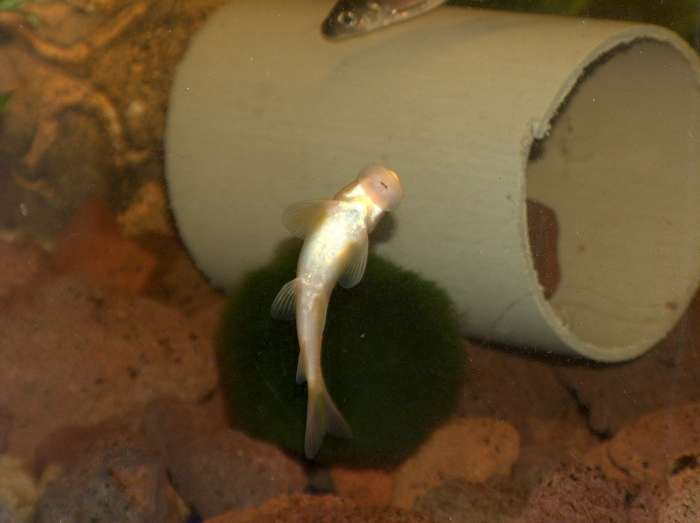 aqua-17-11-07- 011-700.jpg