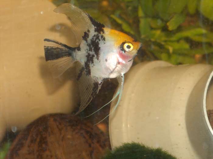 aqua-17-11-07- 012-700.jpg