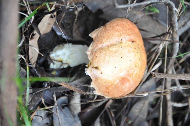 DSC_0025 (Custom).JPG