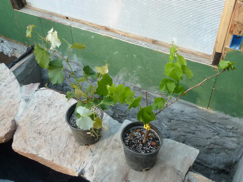 Nell-bought-grape-plants-yay.JPG