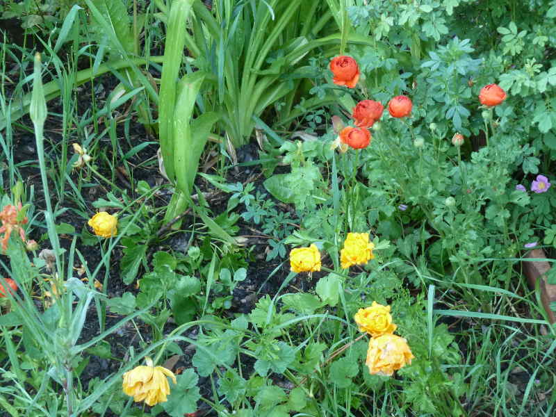 Cant-pass-the-garden-without-taking-a-pic-ranunculus.JPG