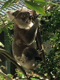 Koala.jpg
