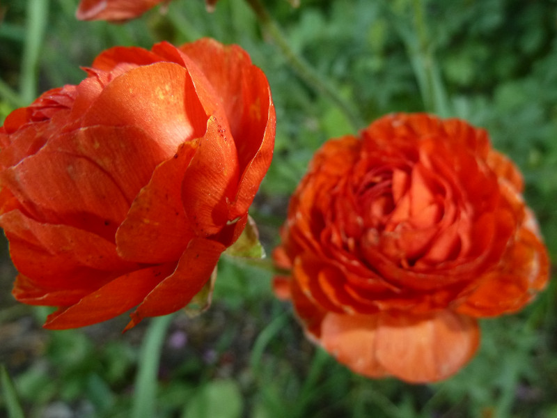 June-23rd-2015-gardens-ranunculus.JPG
