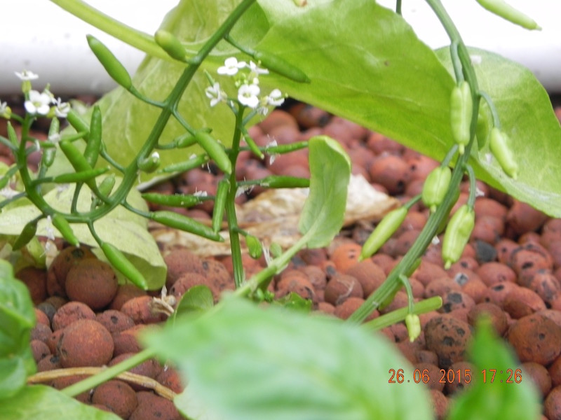 Watercress seeds.jpg