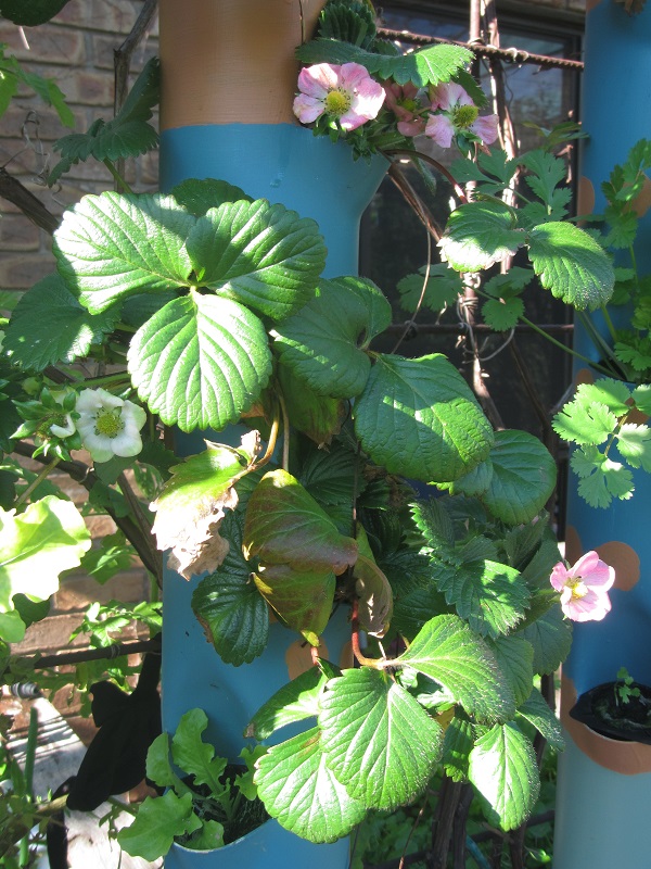 28 June 2015 - strawberries flowering in the towers.jpg