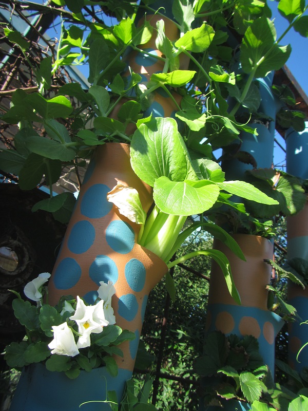 28 June 2015 - peas, bok choy and white violas doing well in the towers.jpg