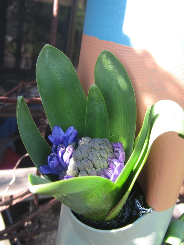 28 June 2015 - Hyacinths beginning to flower in the towers.jpg