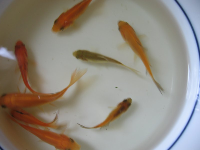 goldfish.jpg