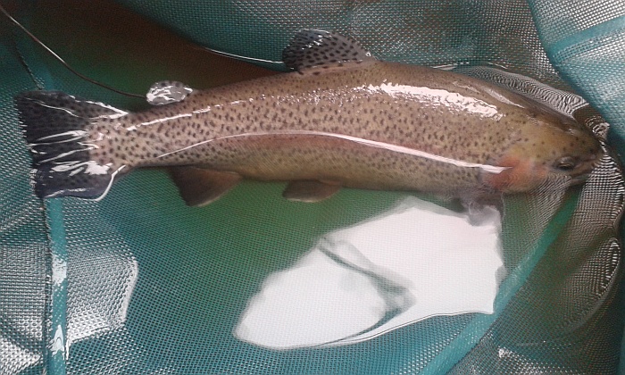 2014 trout 1.jpg