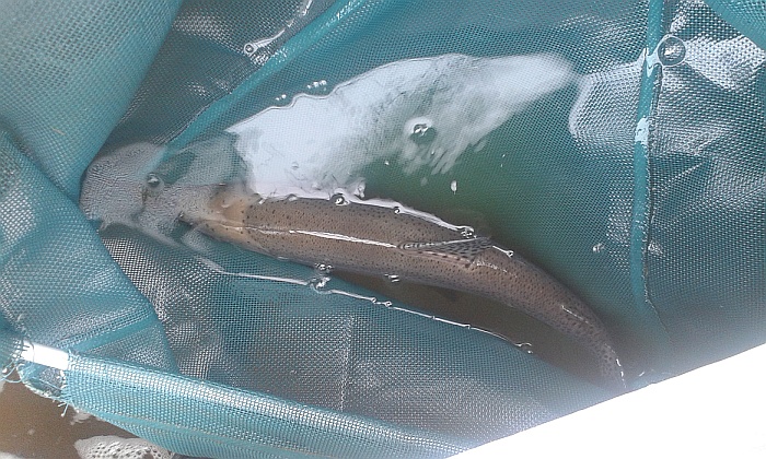 2014 trout 2.jpg