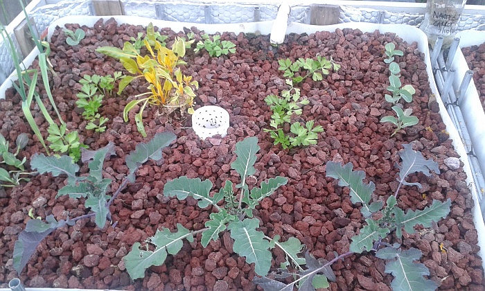 too late veggies.jpg