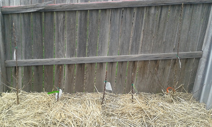 Bare rooted apples.jpg