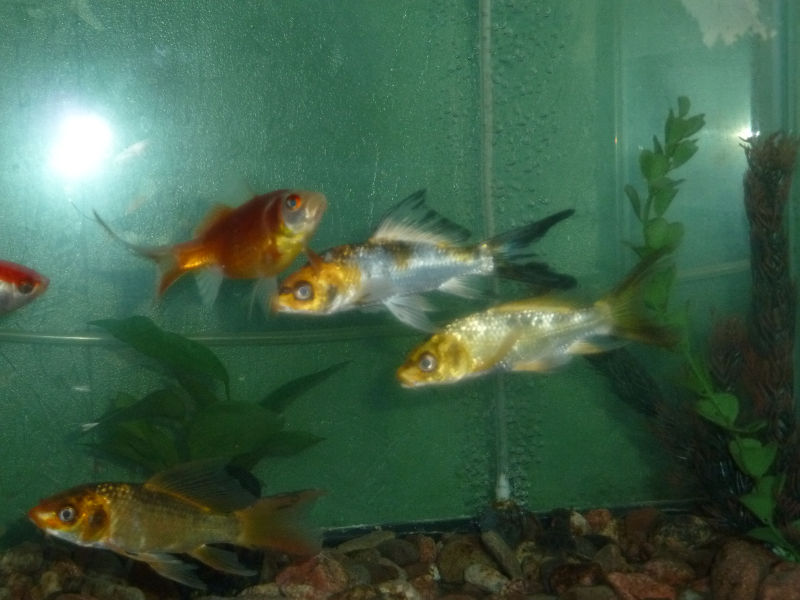 Brians-&-Nells-Metalic-Koi-four-beautiful-fish-will-live-in-aquarium-for-a-while.JPG