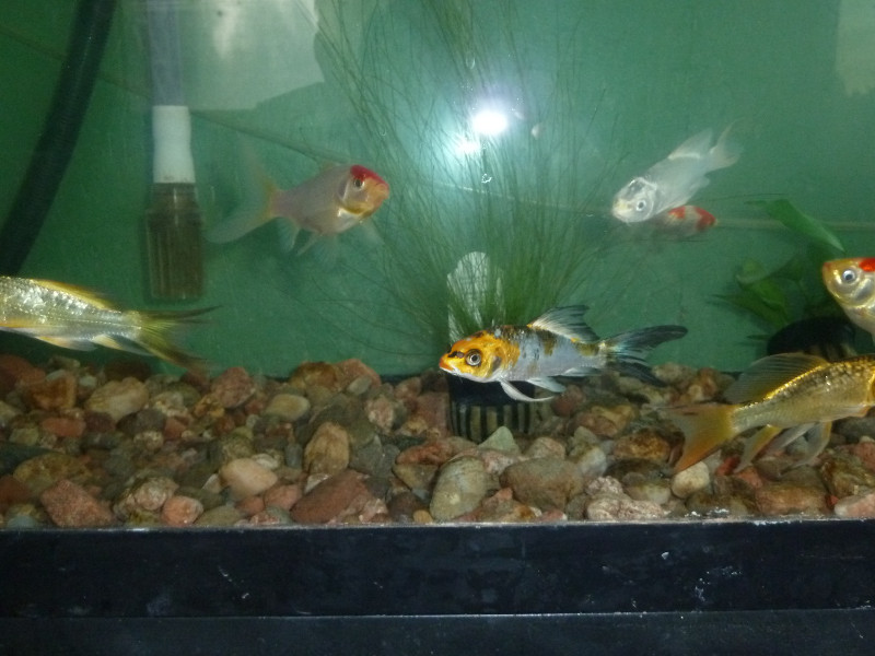 Brians-&-Nells-Metalic-Koi-school-will-live-in-aquarium-for-a-while.JPG