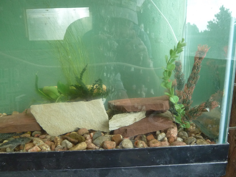 New-aquarium-features-flagstone.JPG