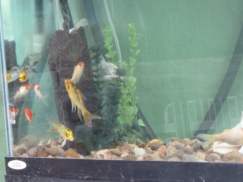New-aquarium-features-fish-dont-trust-it.JPG