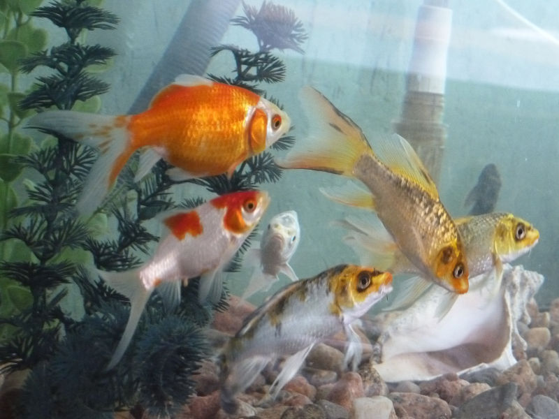 New-aquarium-features-fish-dont-appear-to-trust-it-yet.JPG