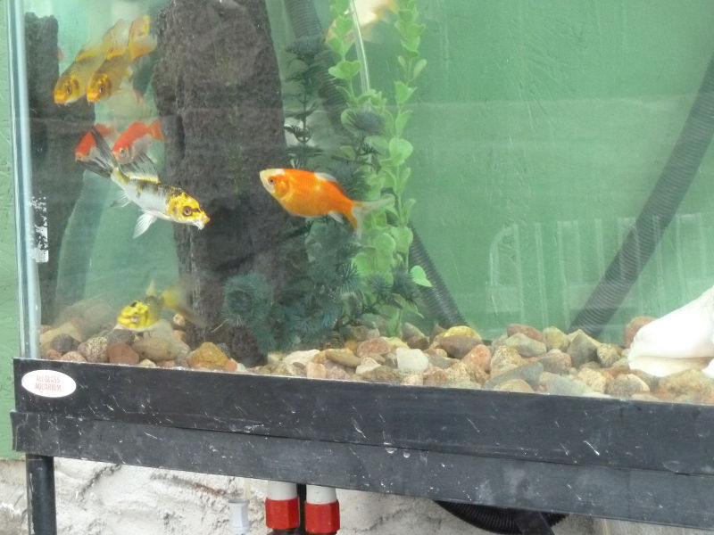 New-aquarium-features-fish-dont-trust-it-yet.JPG