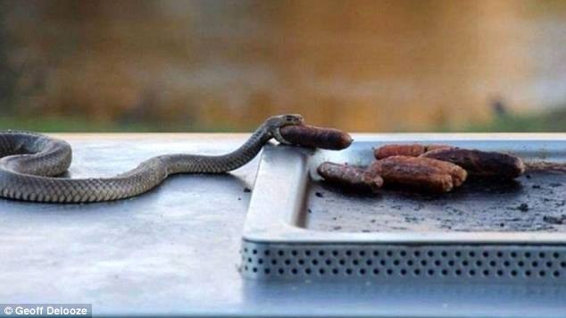snake eating sausage.jpg