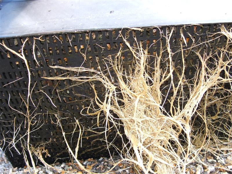 DSCF2658 (Medium).JPG