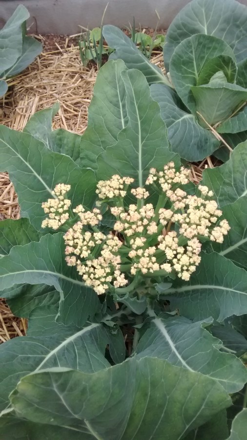 IMG_20150629_111939933 (Custom).jpg