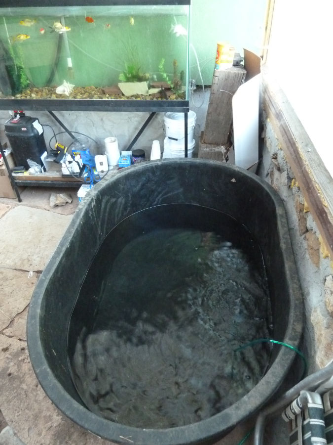 temporary-tank-for-aquarium-fish-in-prep-for-outflow-hole.JPG
