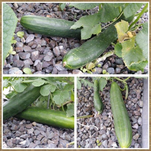 Photo Collage Maker_RKaDVs.jpg