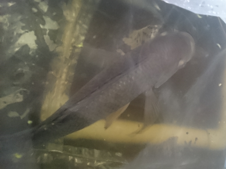 150721c - male tilapia_900.jpg