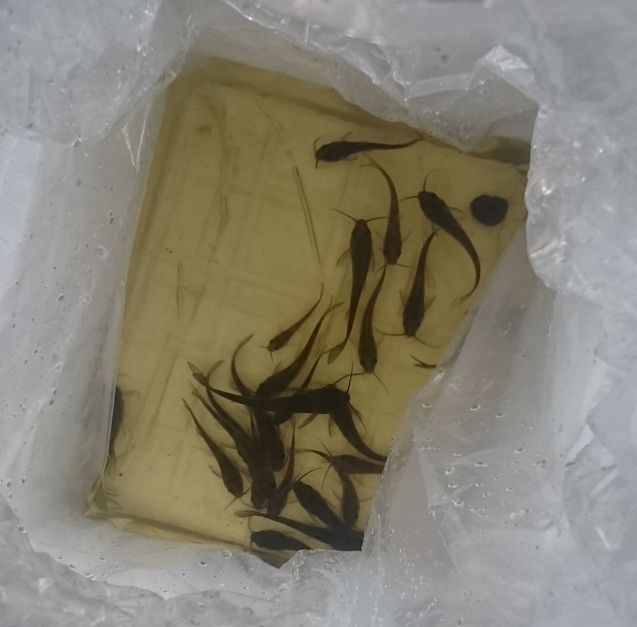 Catfish bought 7-21-15.jpg