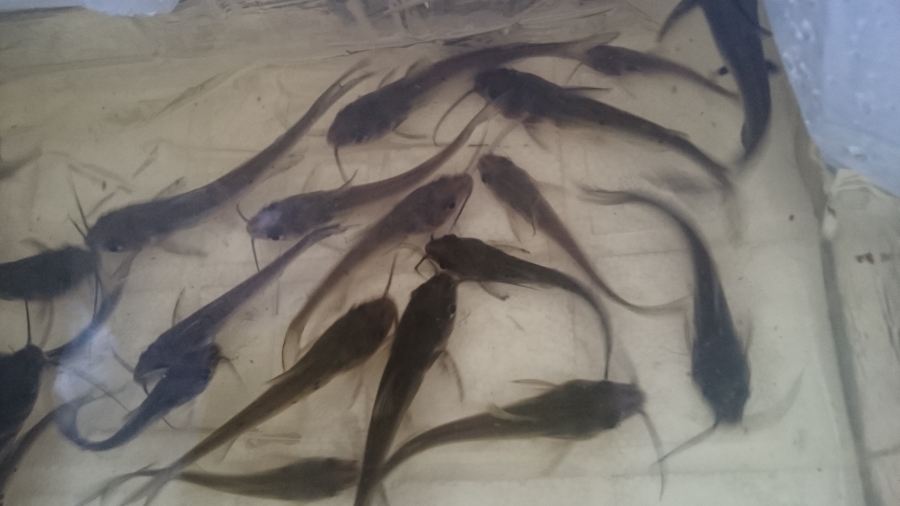 Catfish bought 7-21-15b.jpg