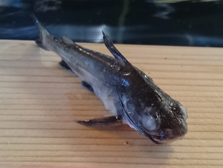 2015-07-28 16.33.26-900.jpg