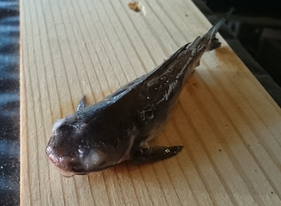 2015-07-28 16.33.32.jpg