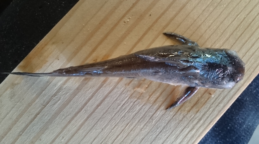 2015-07-28 16.33.39.jpg